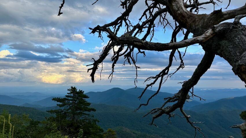 A gnarled tree leans into a sky of layered clouds and distant mountains, its twisted limbs resembling a nervous system stretched across the horizon.