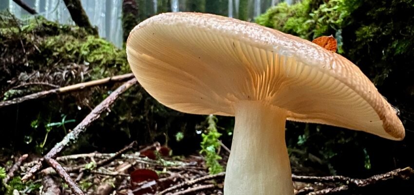 Close-up photograph of a mushroom in a forest, illustrating a guide to microdosing and healing.